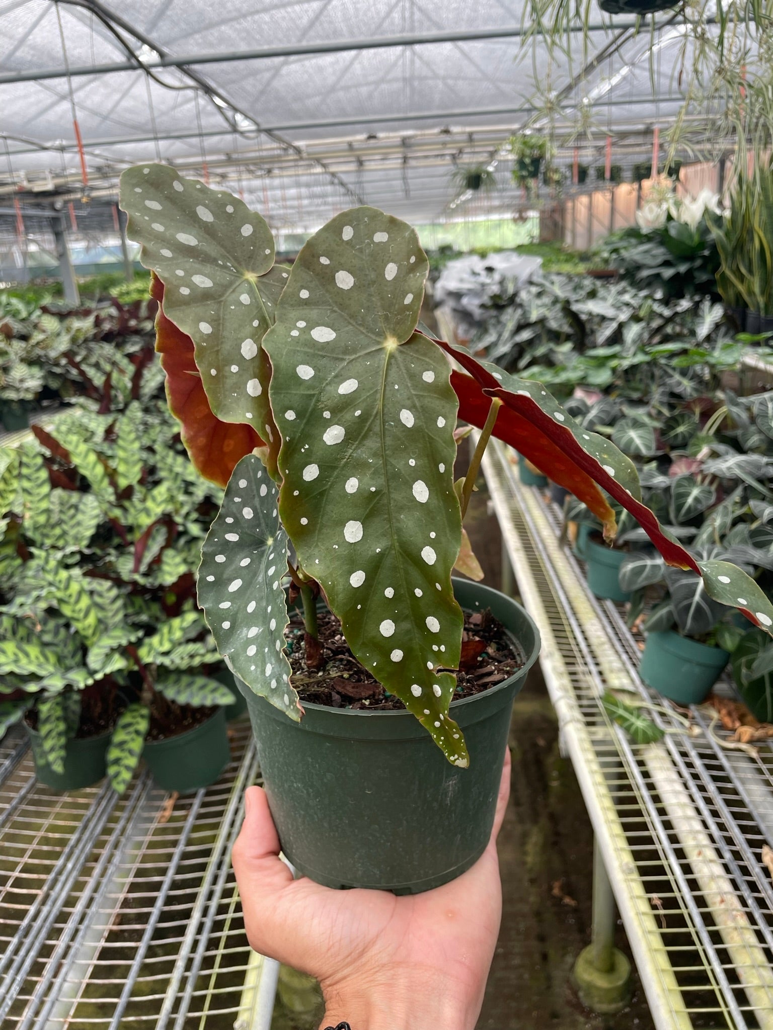 Begonia 'Maculata' - Holiday Corner