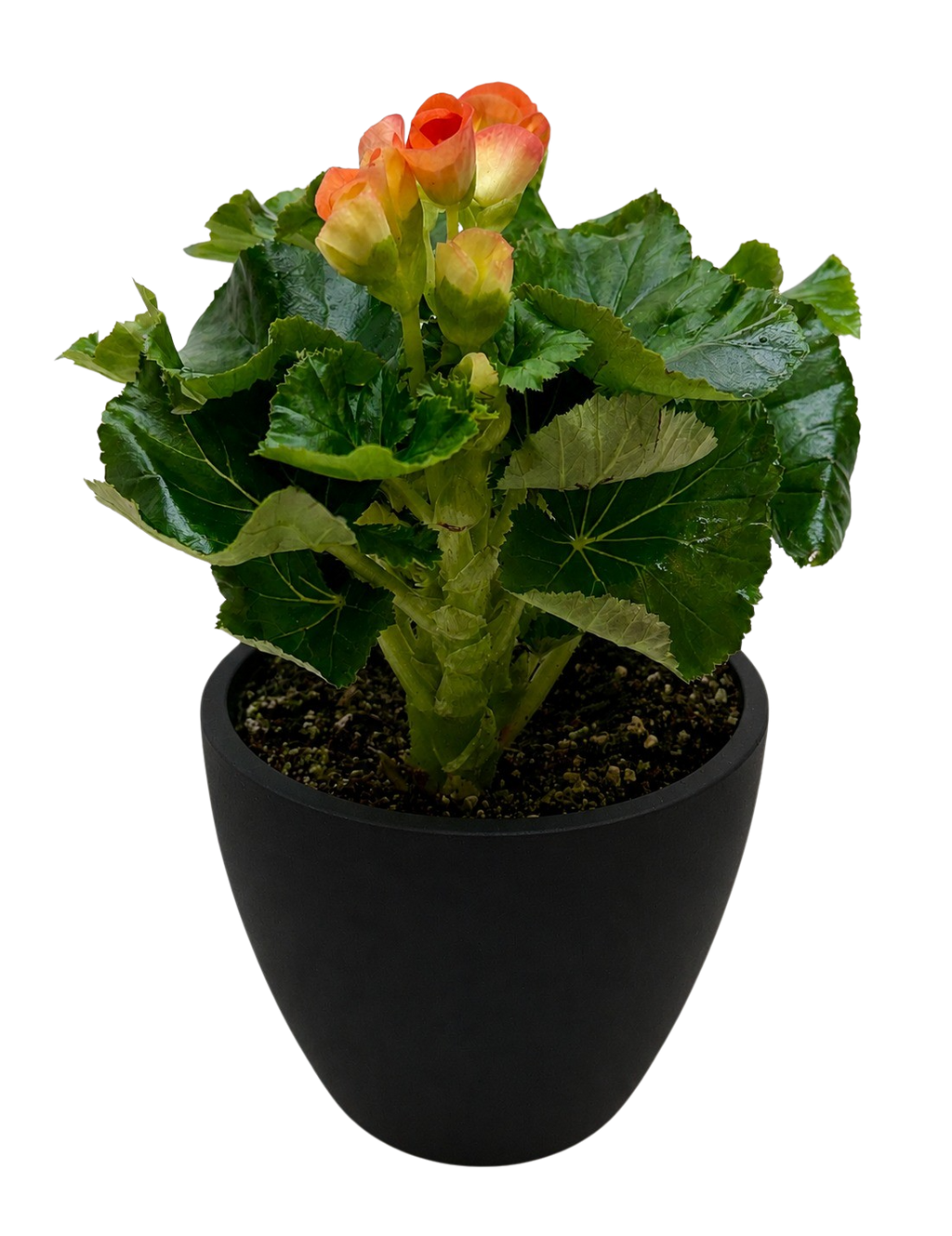 Begonia 'Reiger' - Holiday Corner