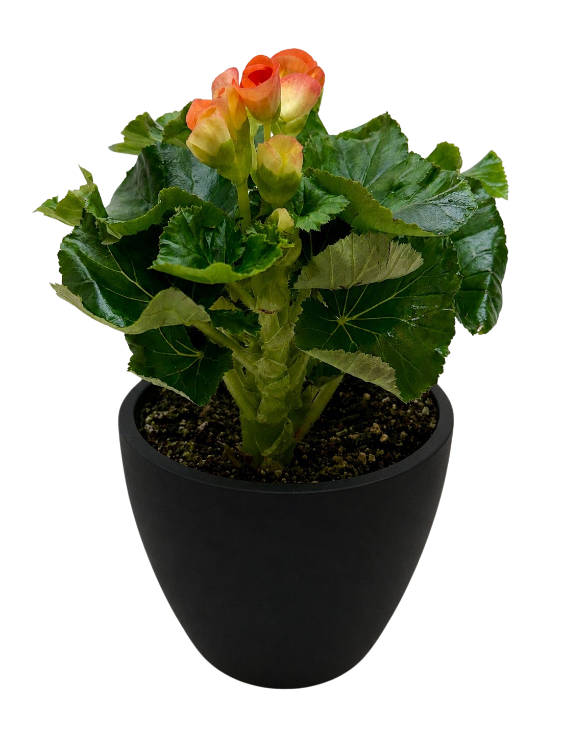 Begonia 'Reiger' - Holiday Corner