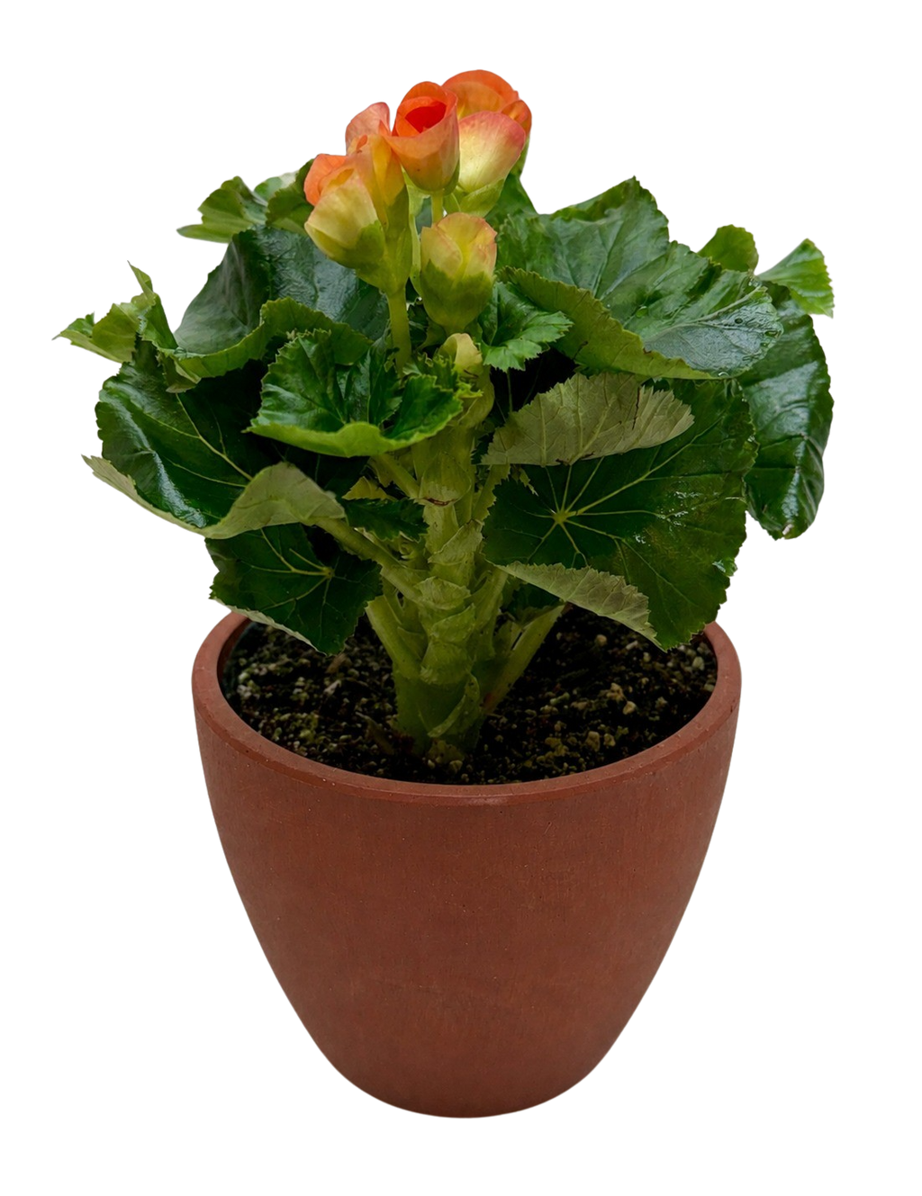 Begonia 'Reiger' - Holiday Corner