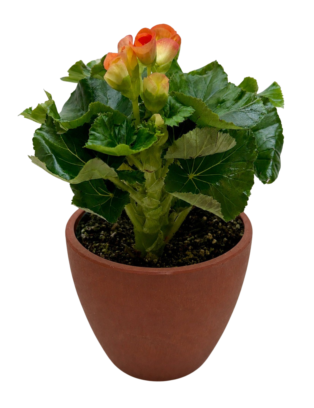 Begonia 'Reiger' - Holiday Corner