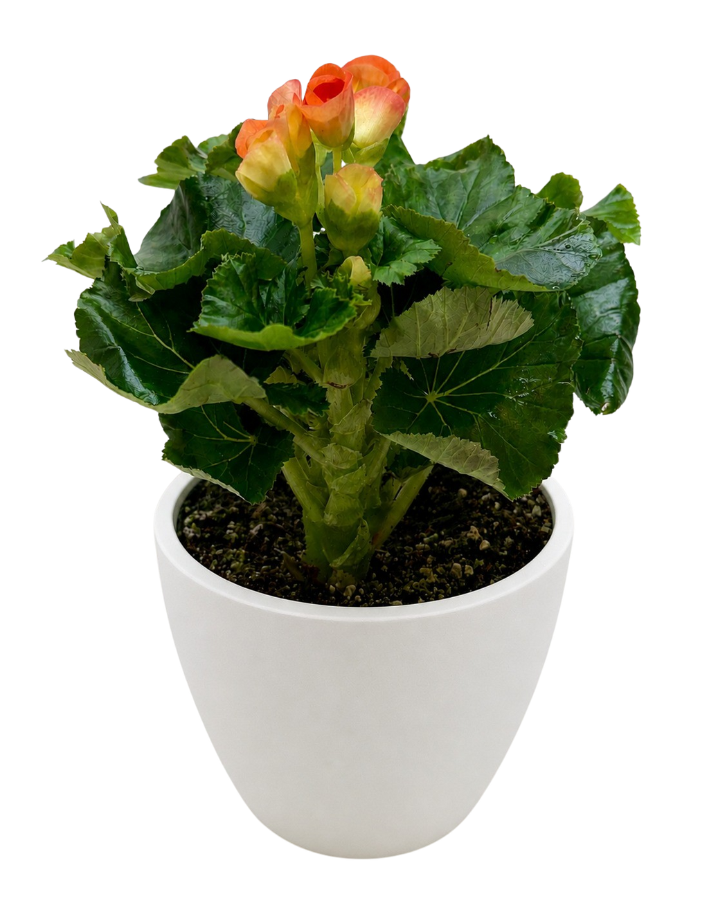 Begonia 'Reiger' - Holiday Corner