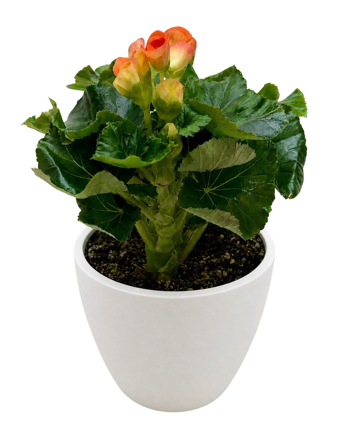 Begonia 'Reiger' - Holiday Corner