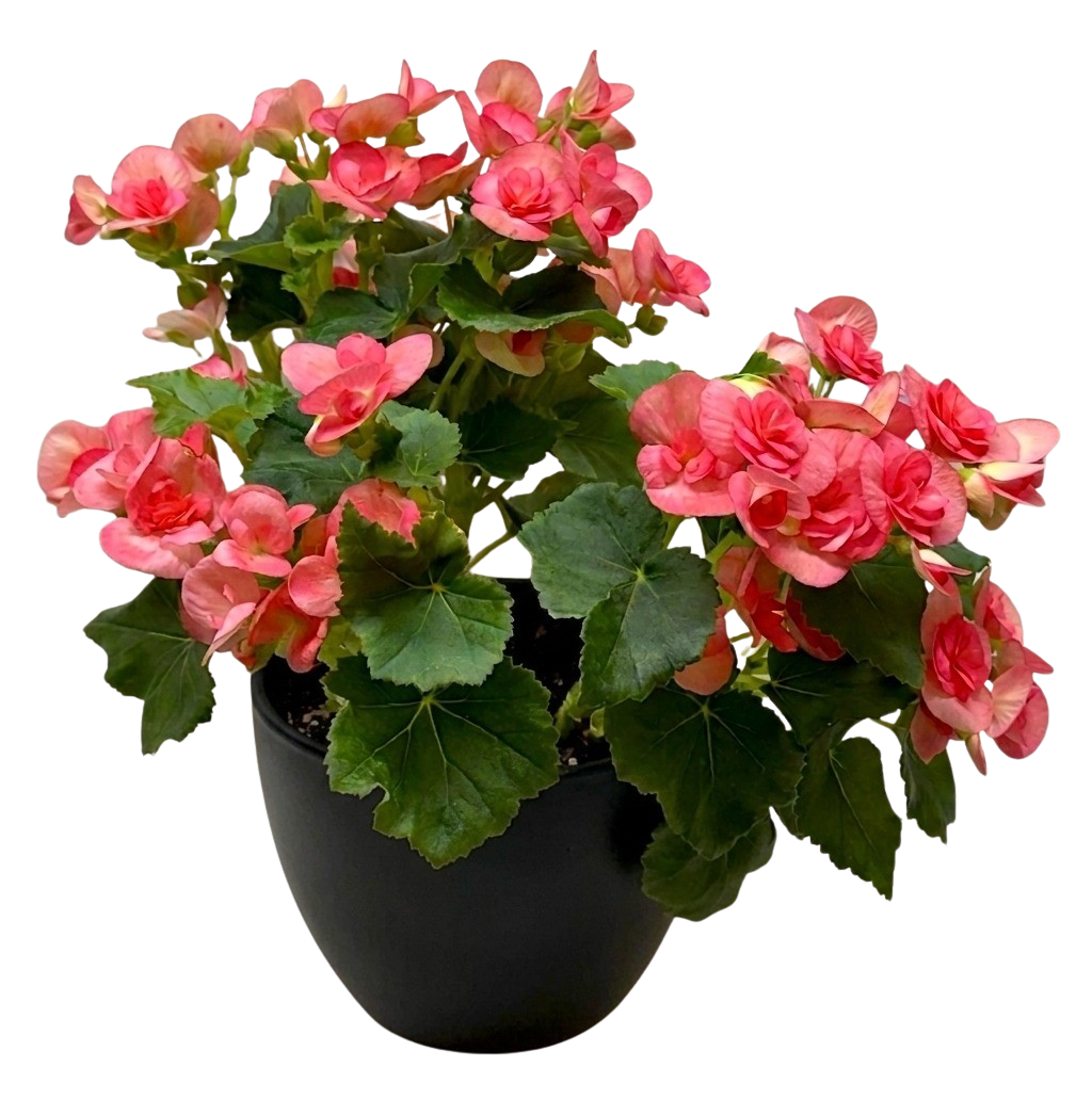 Begonia 'Reiger' - Holiday Corner