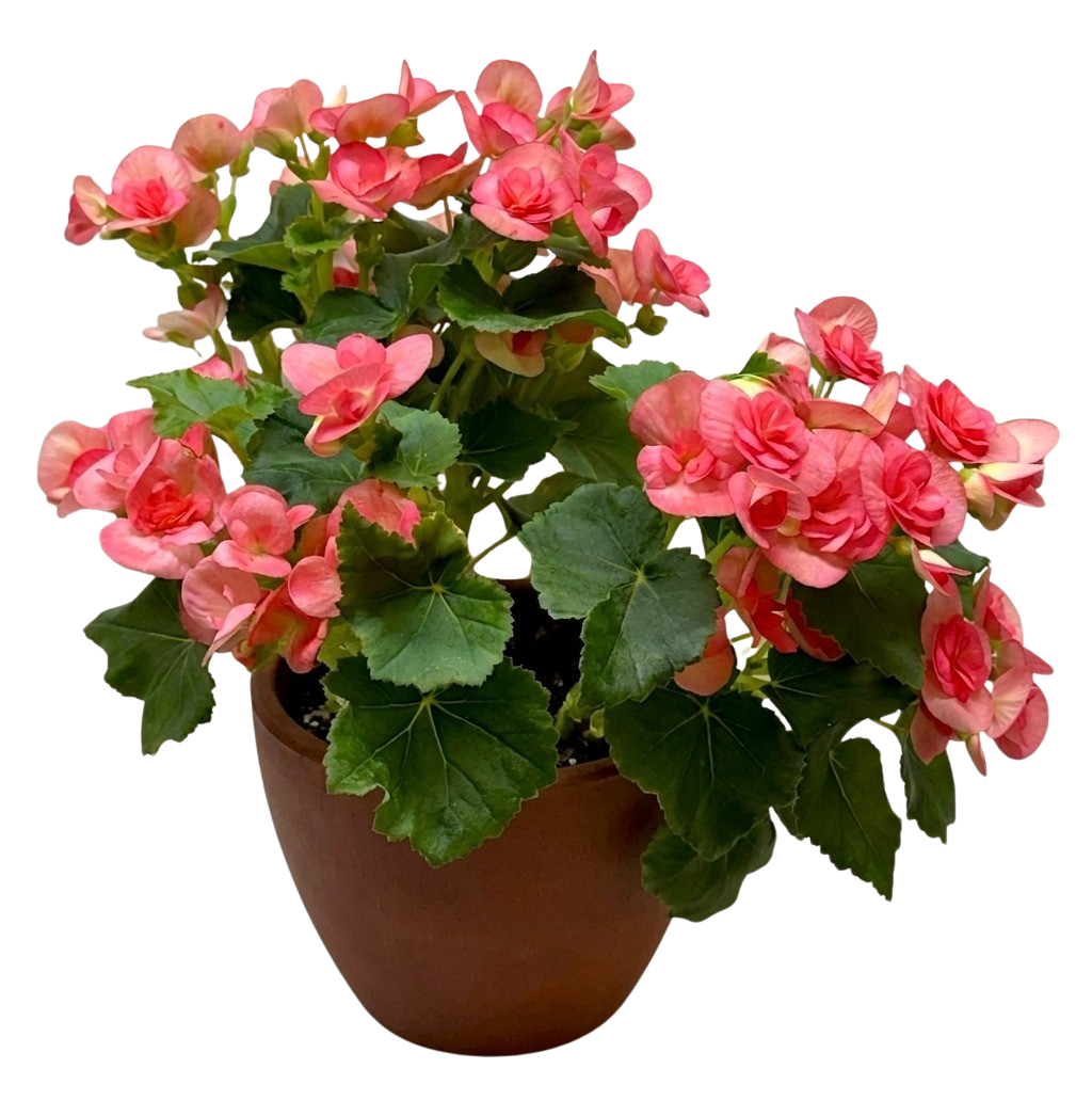 Begonia 'Reiger' - Holiday Corner
