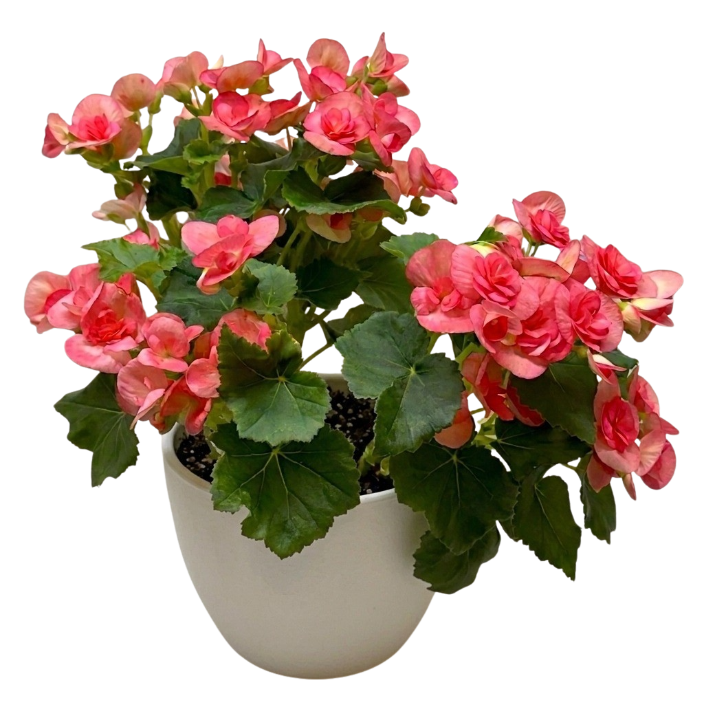 Begonia 'Reiger' - Holiday Corner