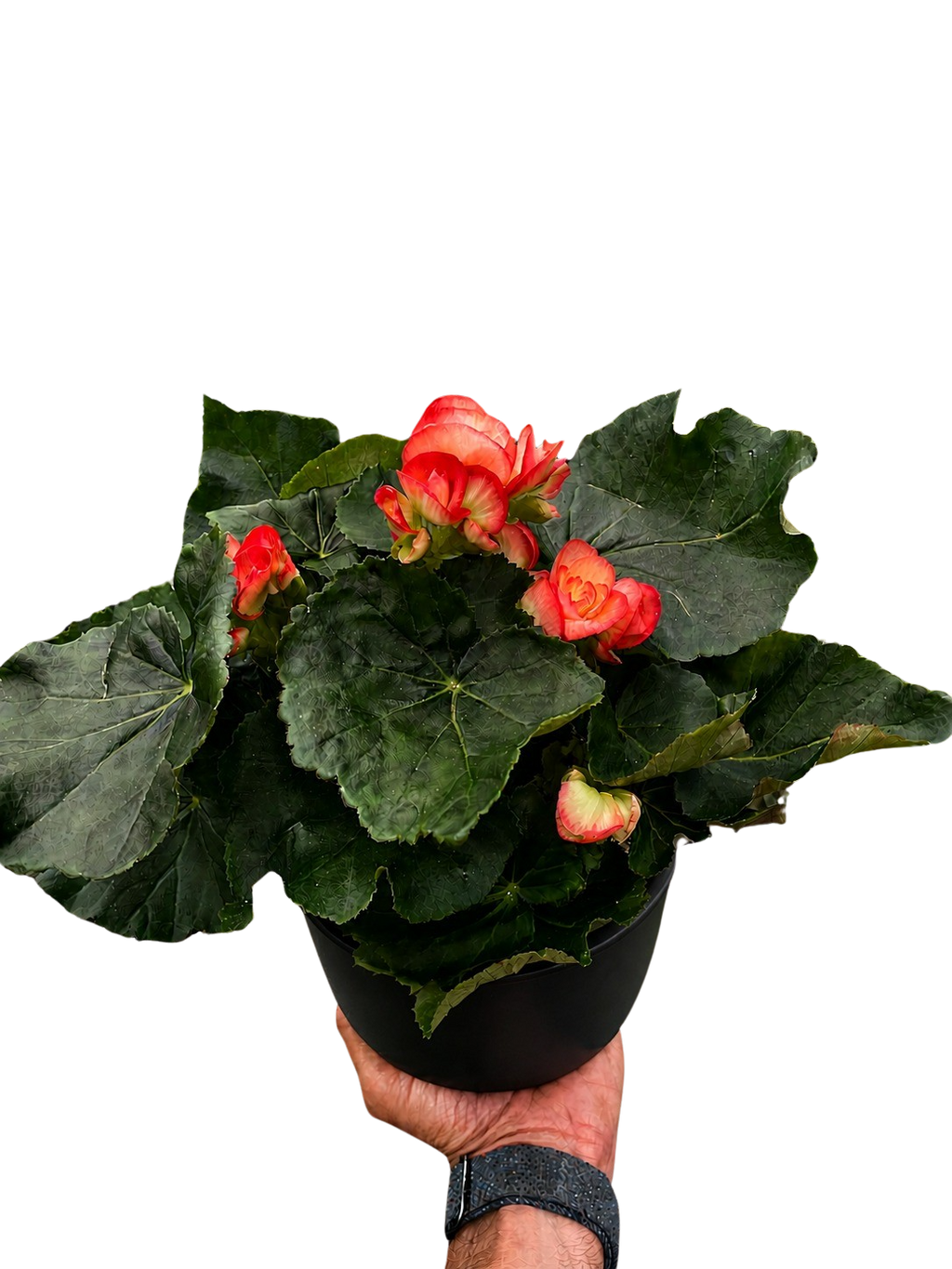 Begonia 'Reiger' - Holiday Corner