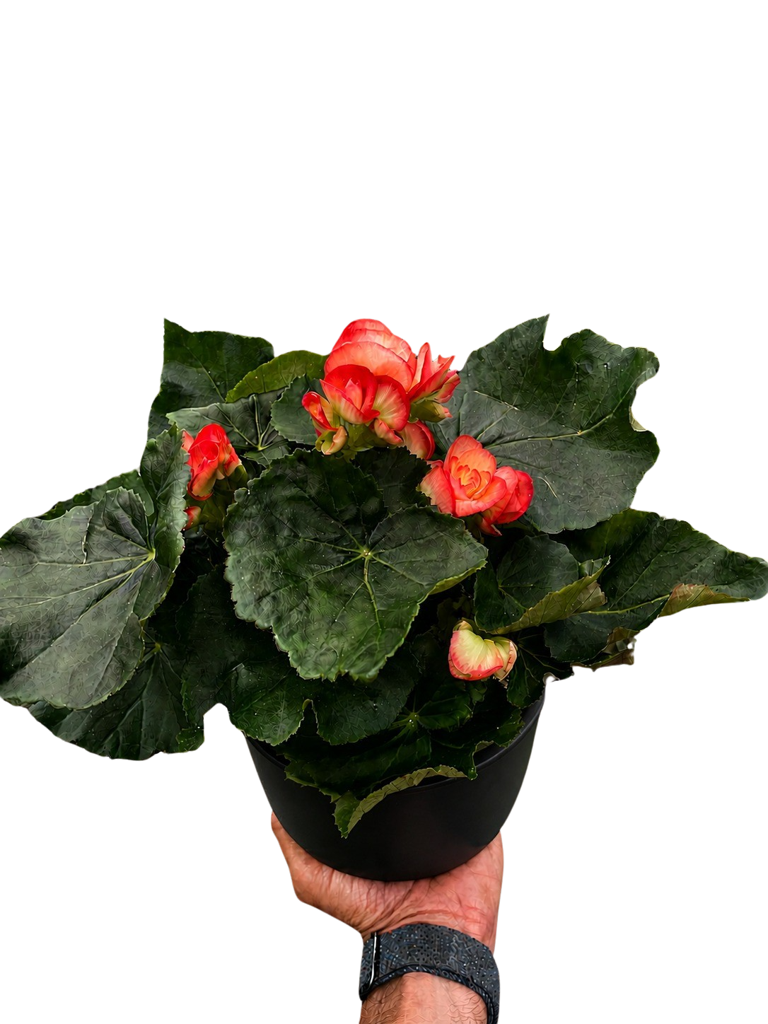Begonia 'Reiger' - Holiday Corner