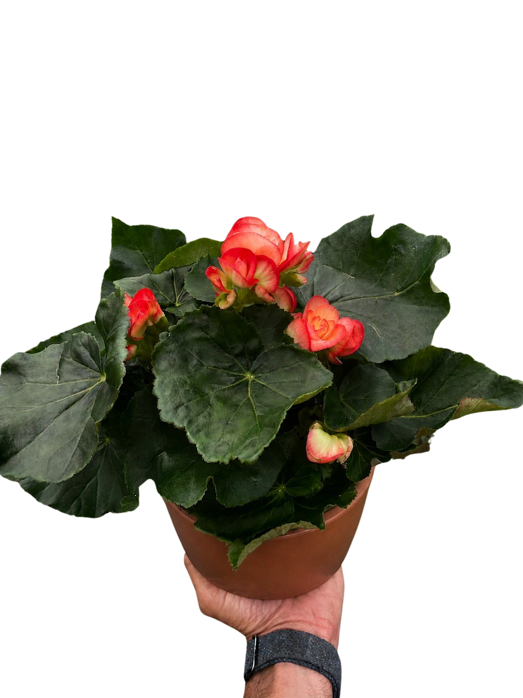Begonia 'Reiger' - Holiday Corner