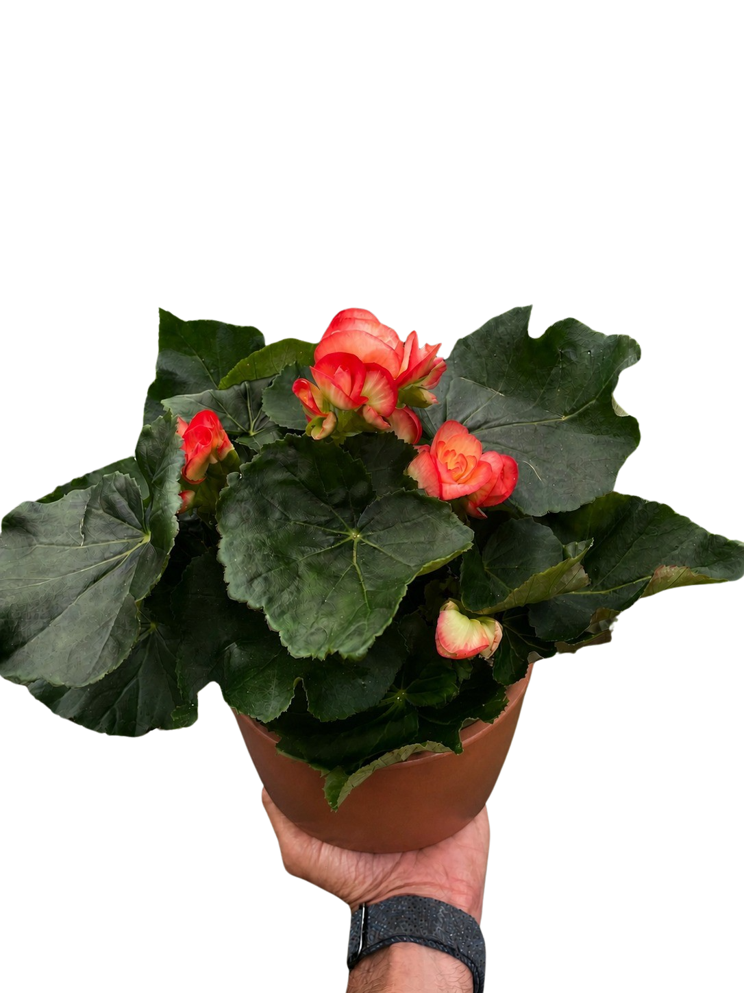 Begonia 'Reiger' - Holiday Corner