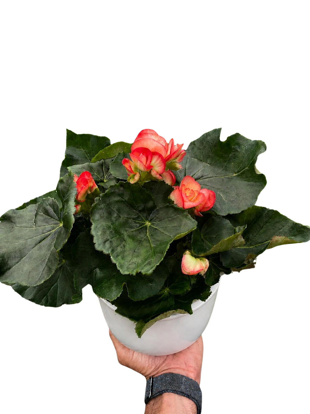 Begonia 'Reiger' - Holiday Corner