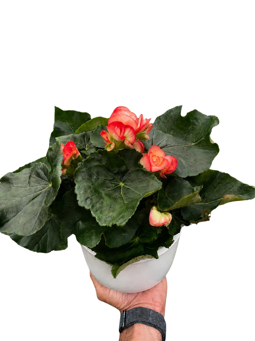 Begonia 'Reiger' - Holiday Corner