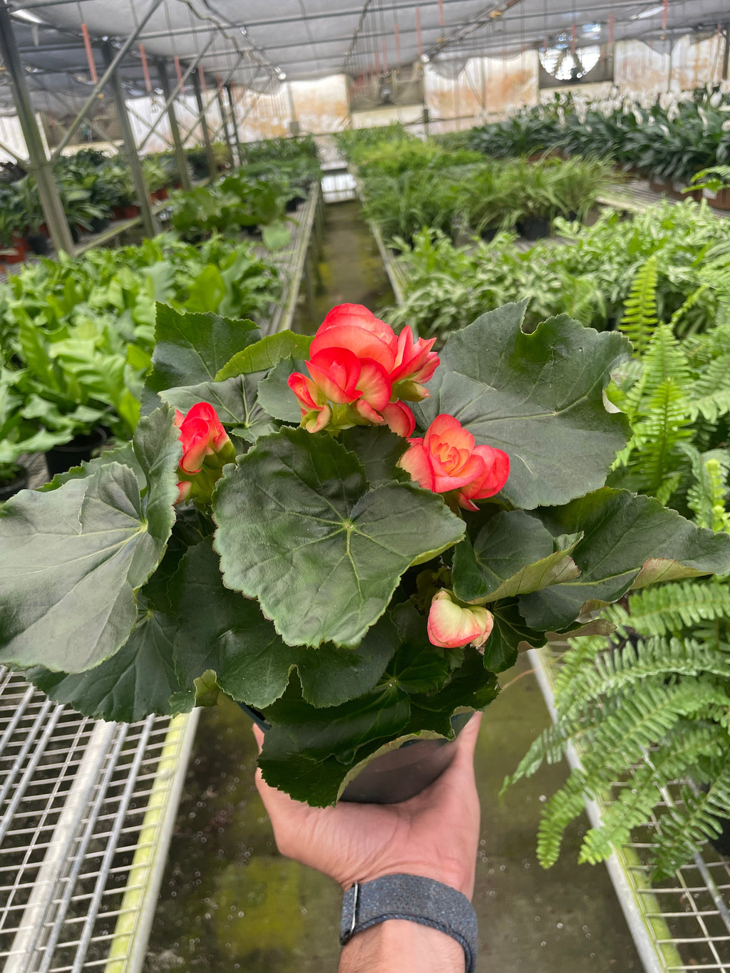 Begonia 'Reiger' - Holiday Corner