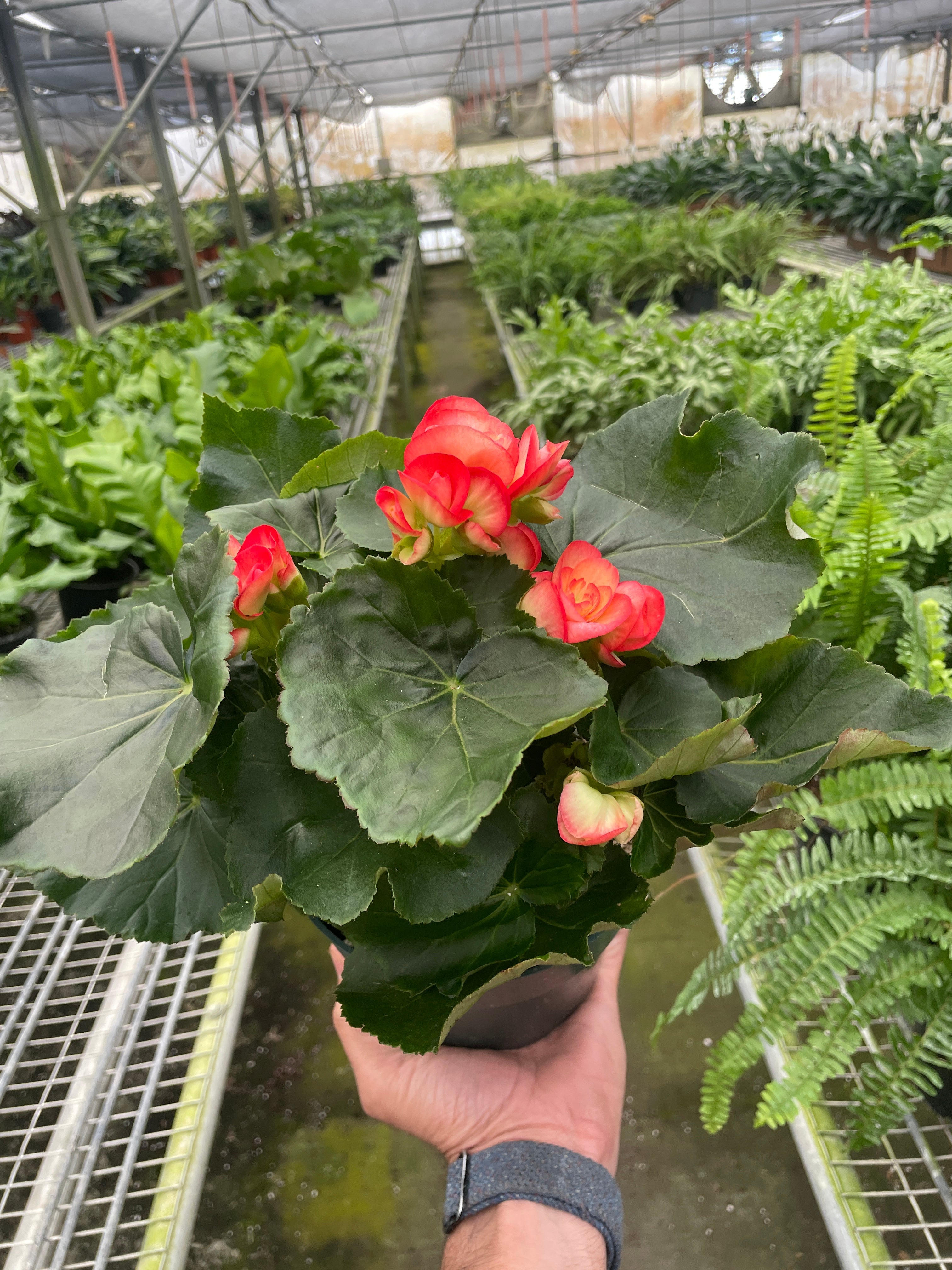 Begonia 'Reiger' - Holiday Corner