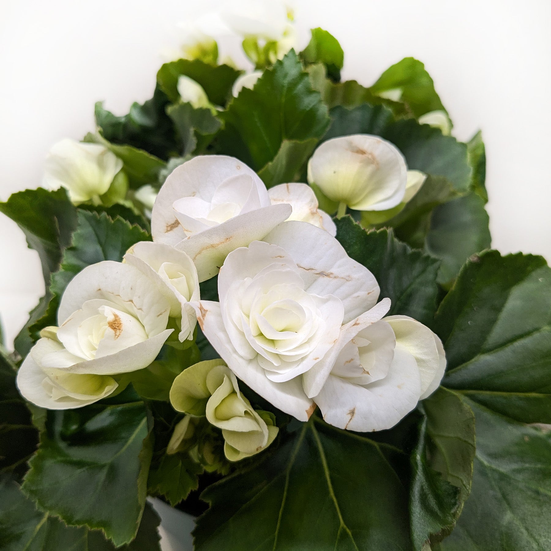 Begonia 'Reiger' - Holiday Corner