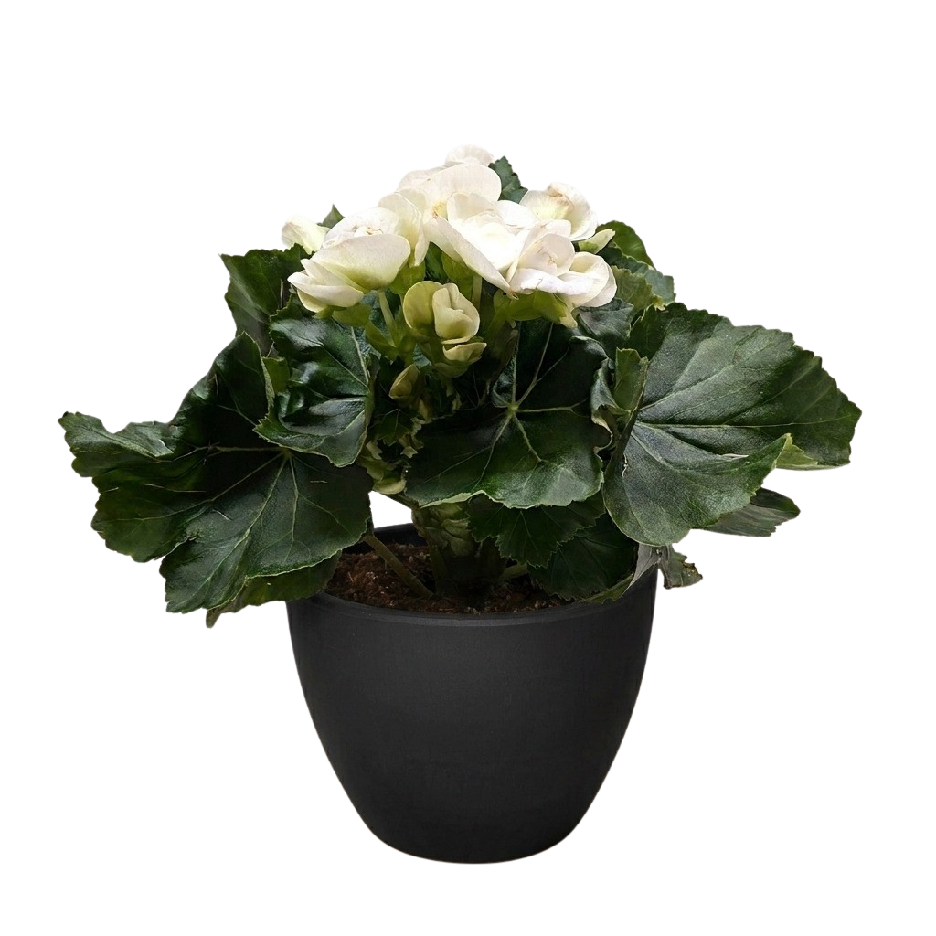 Begonia 'Reiger' - Holiday Corner