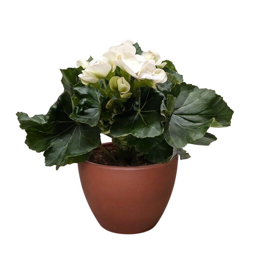 Begonia 'Reiger' - Holiday Corner