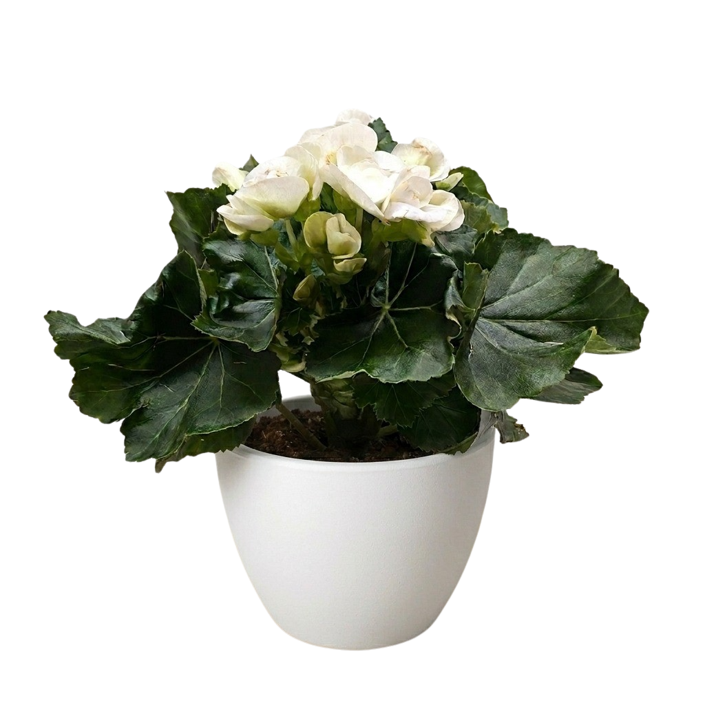 Begonia 'Reiger' - Holiday Corner