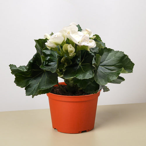 Begonia 'Reiger' - Holiday Corner