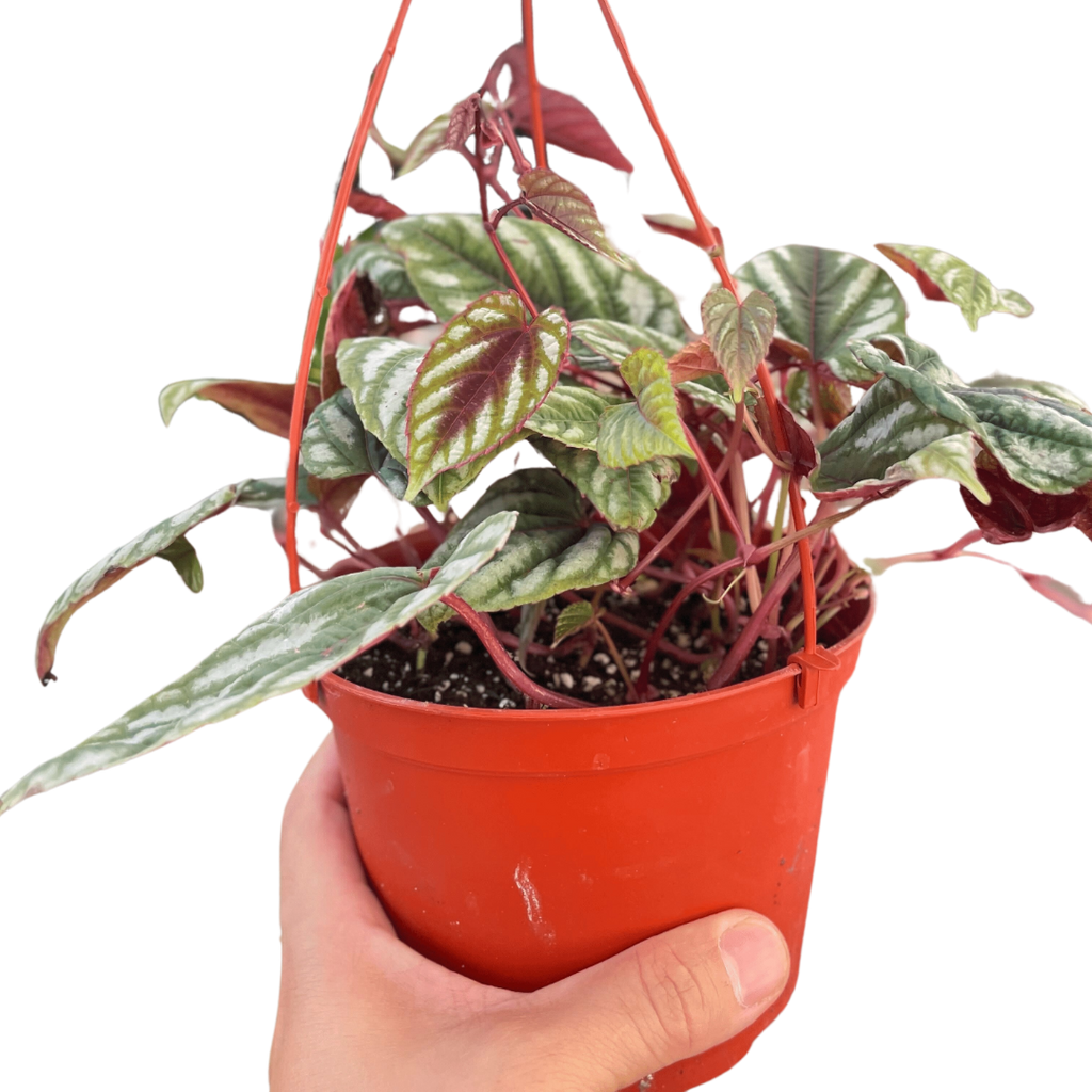 Begonia Rex Vine - 6" Pot - Holiday Corner