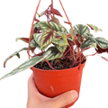 Begonia Rex Vine - 6" Pot - Holiday Corner