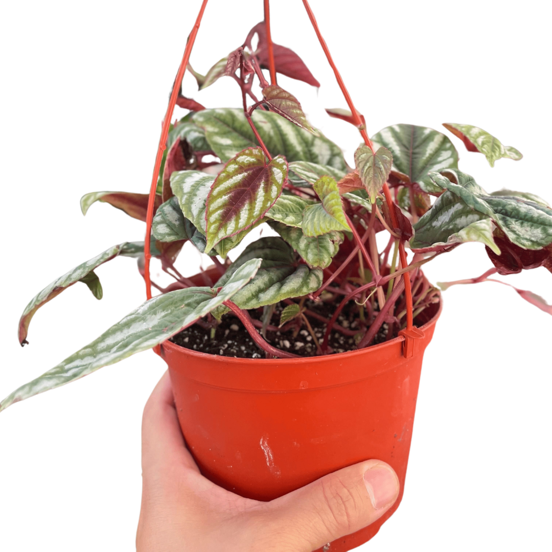 Begonia Rex Vine - 6" Pot - Holiday Corner