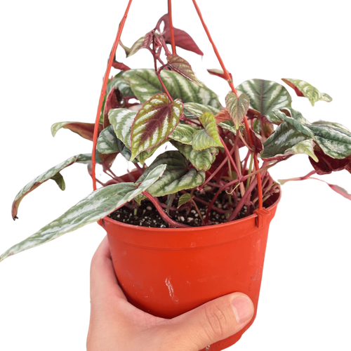 Begonia Rex Vine - 6" Pot - Holiday Corner