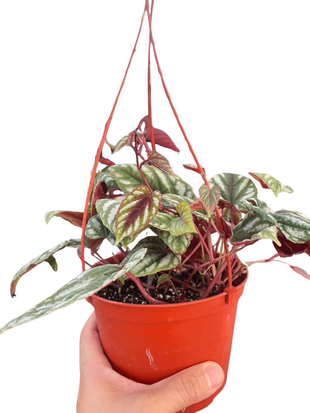 Begonia Rex Vine - 6" Pot - Holiday Corner