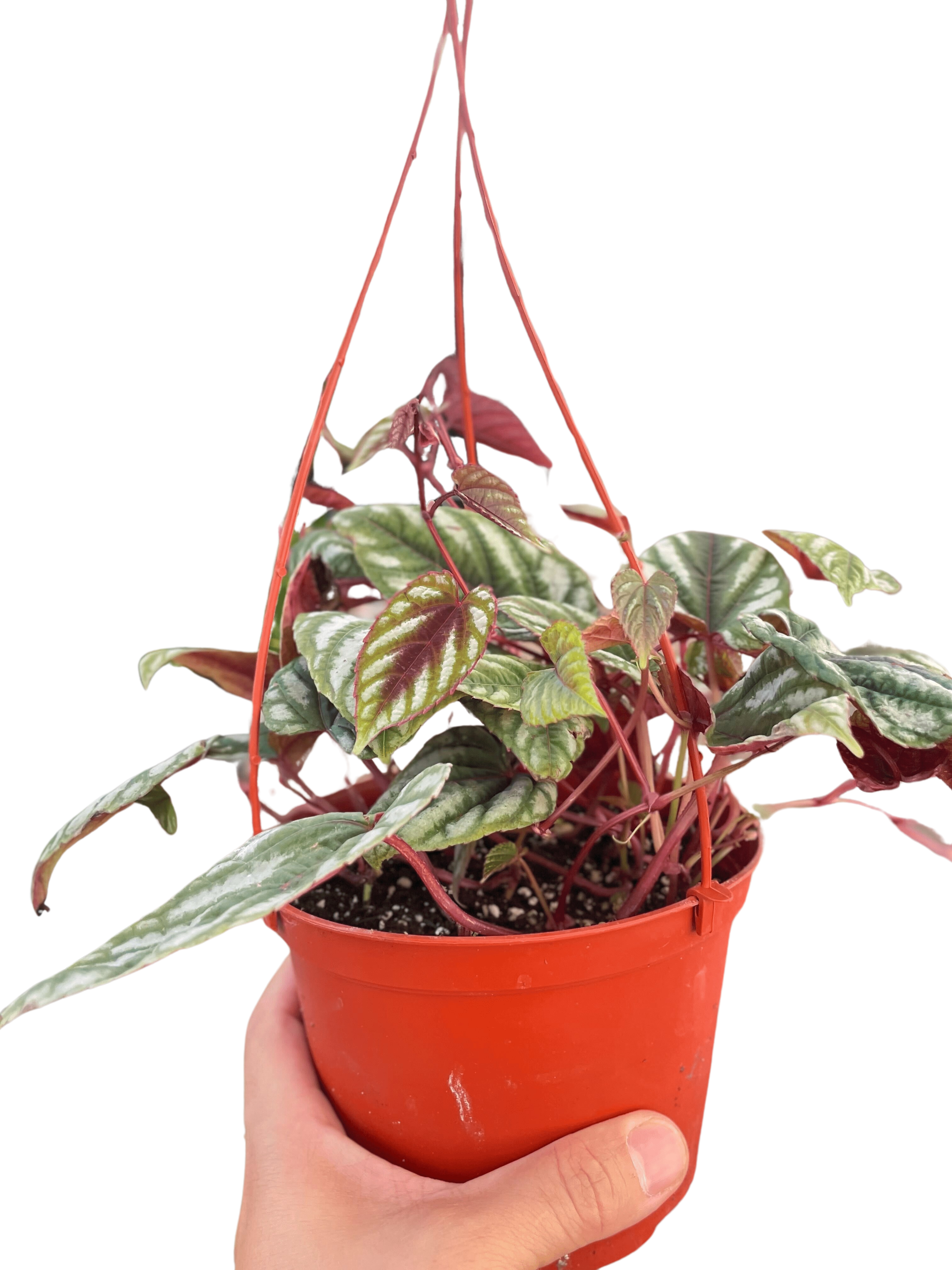 Begonia Rex Vine - 6" Pot - Holiday Corner