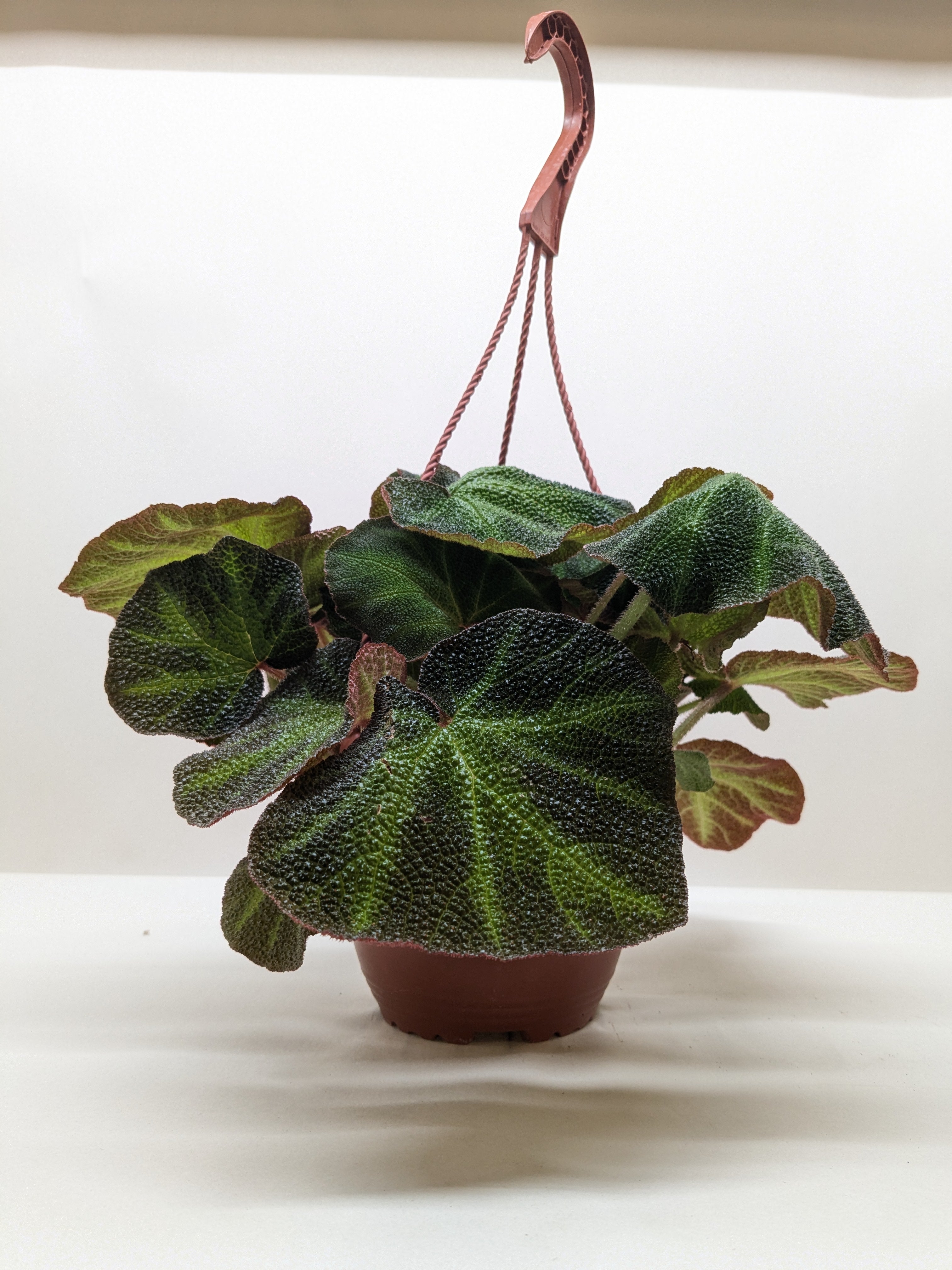 Begonia 'Soli Mutata' - Holiday Corner