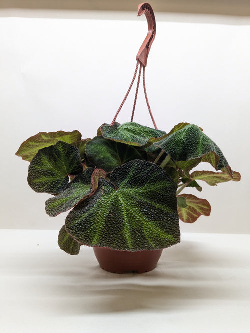Begonia 'Soli Mutata' - Holiday Corner