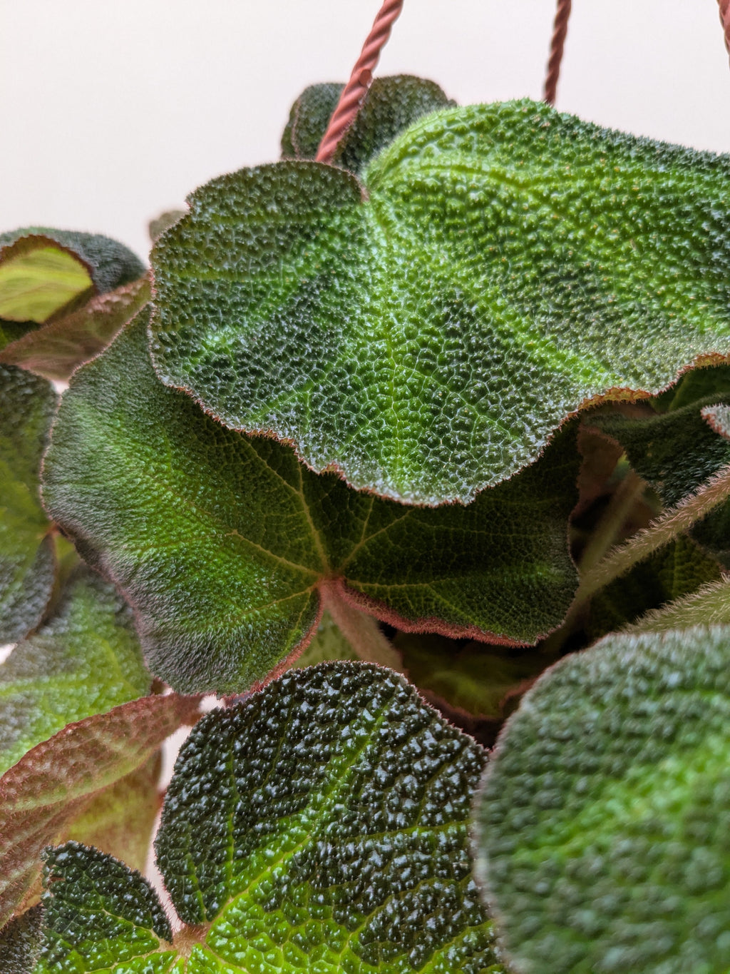 Begonia 'Soli Mutata' - Holiday Corner