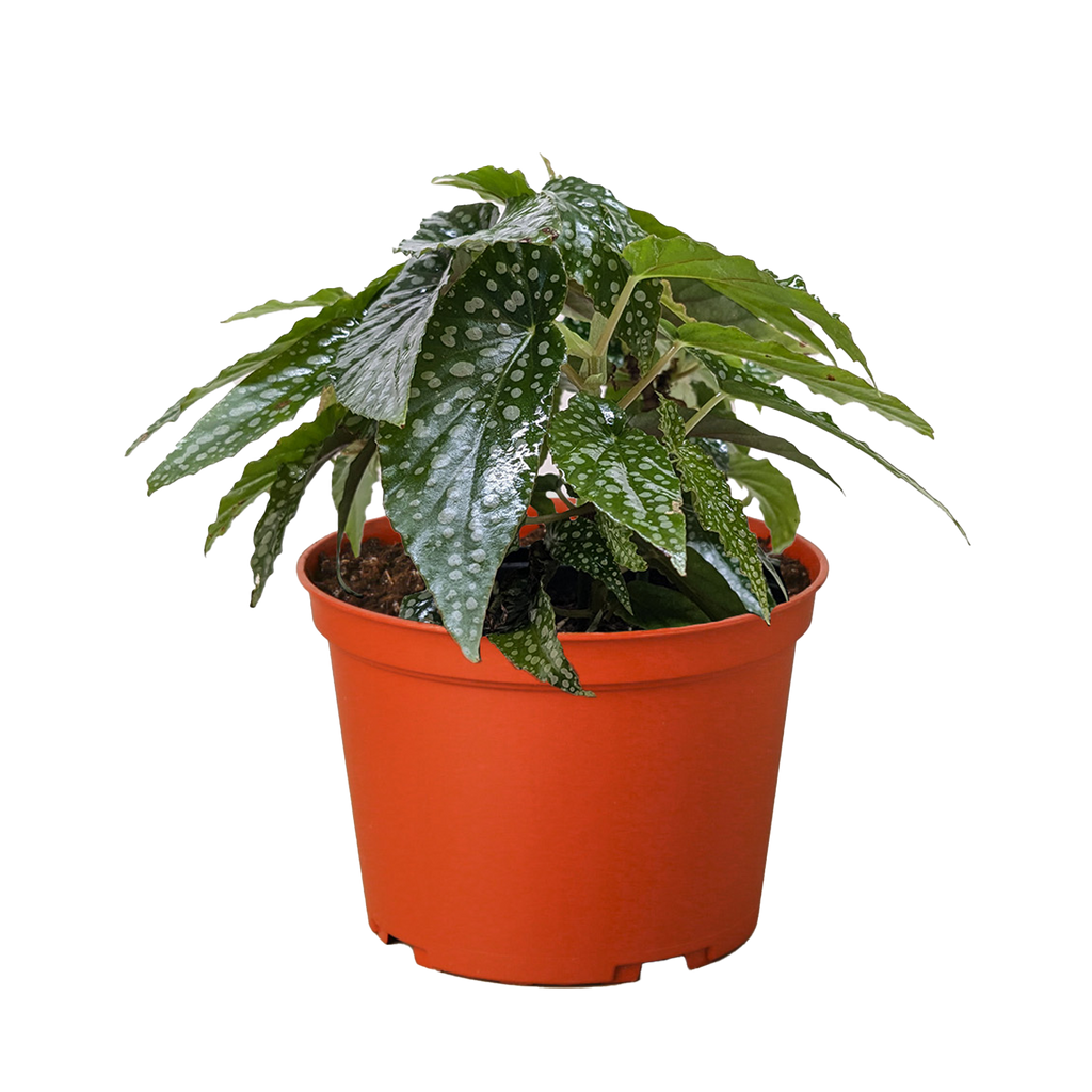 Begonia 'White Ice' - Holiday Corner