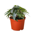 Begonia 'White Ice' - Holiday Corner