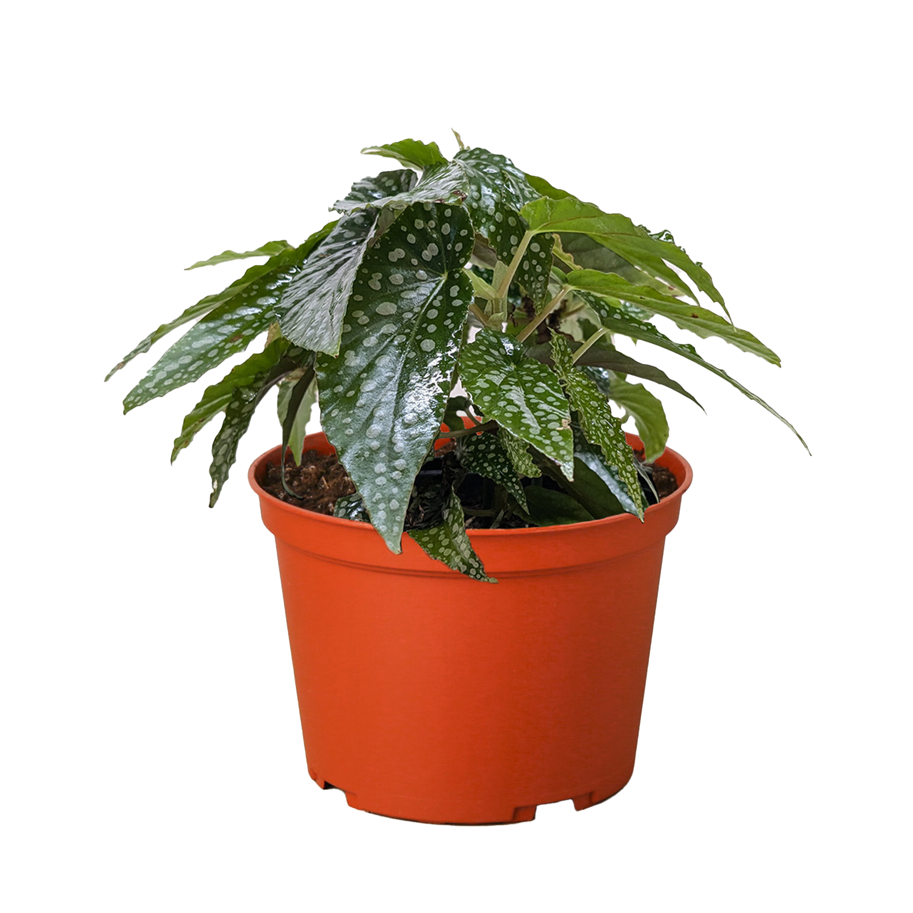 Begonia 'White Ice' - Holiday Corner