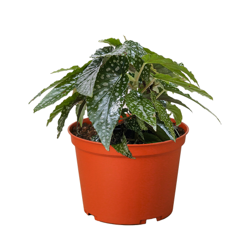 Begonia 'White Ice' - Holiday Corner