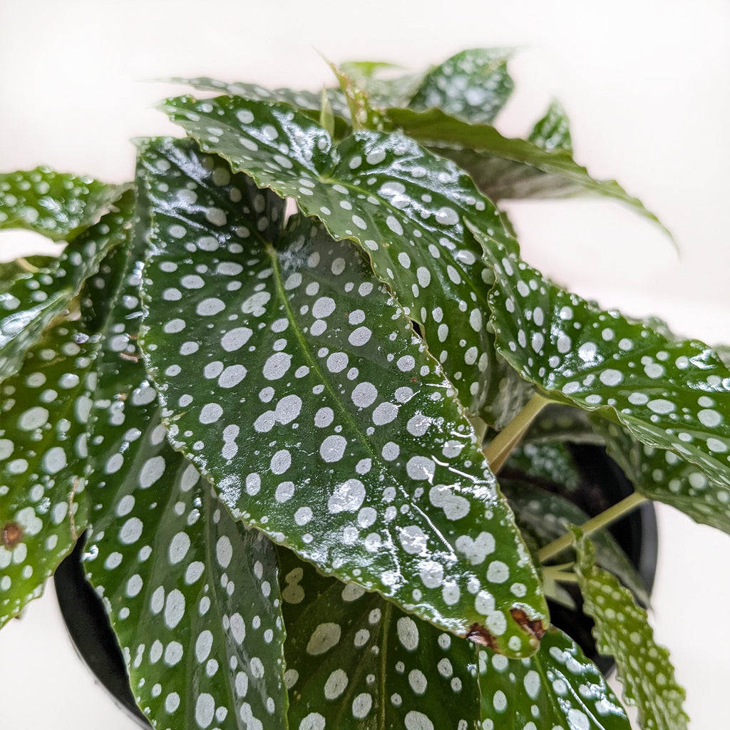 Begonia 'White Ice' - Holiday Corner