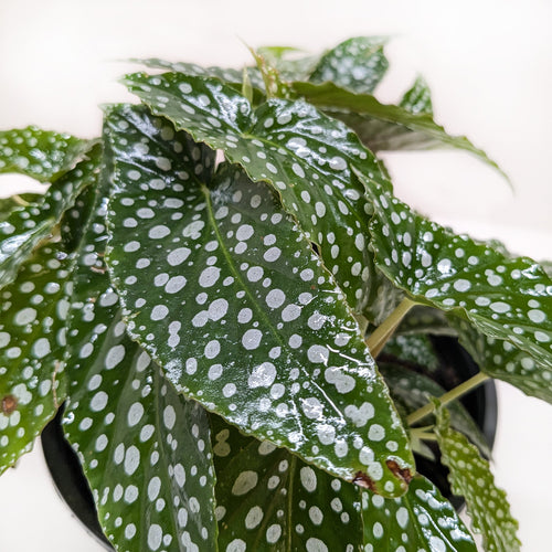 Begonia 'White Ice' - Holiday Corner