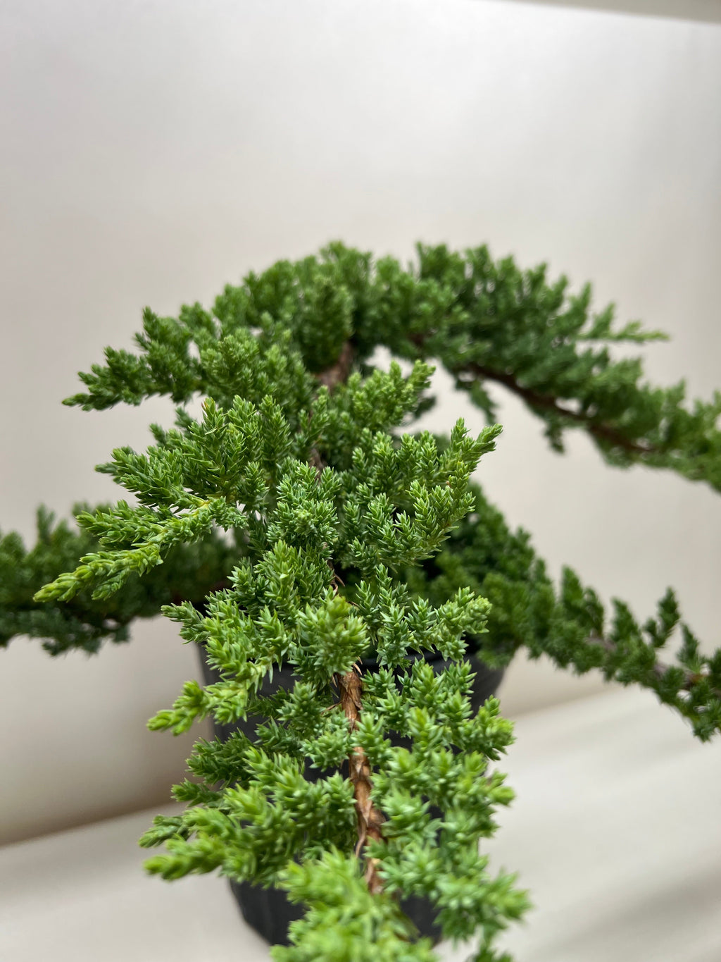 Bonsai Juniper - Holiday Corner