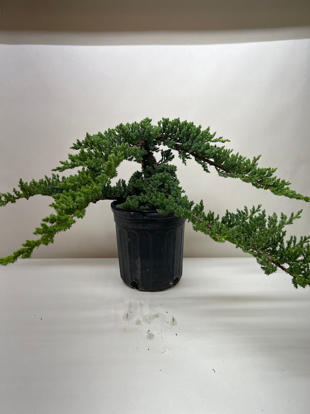 Bonsai Juniper - Holiday Corner