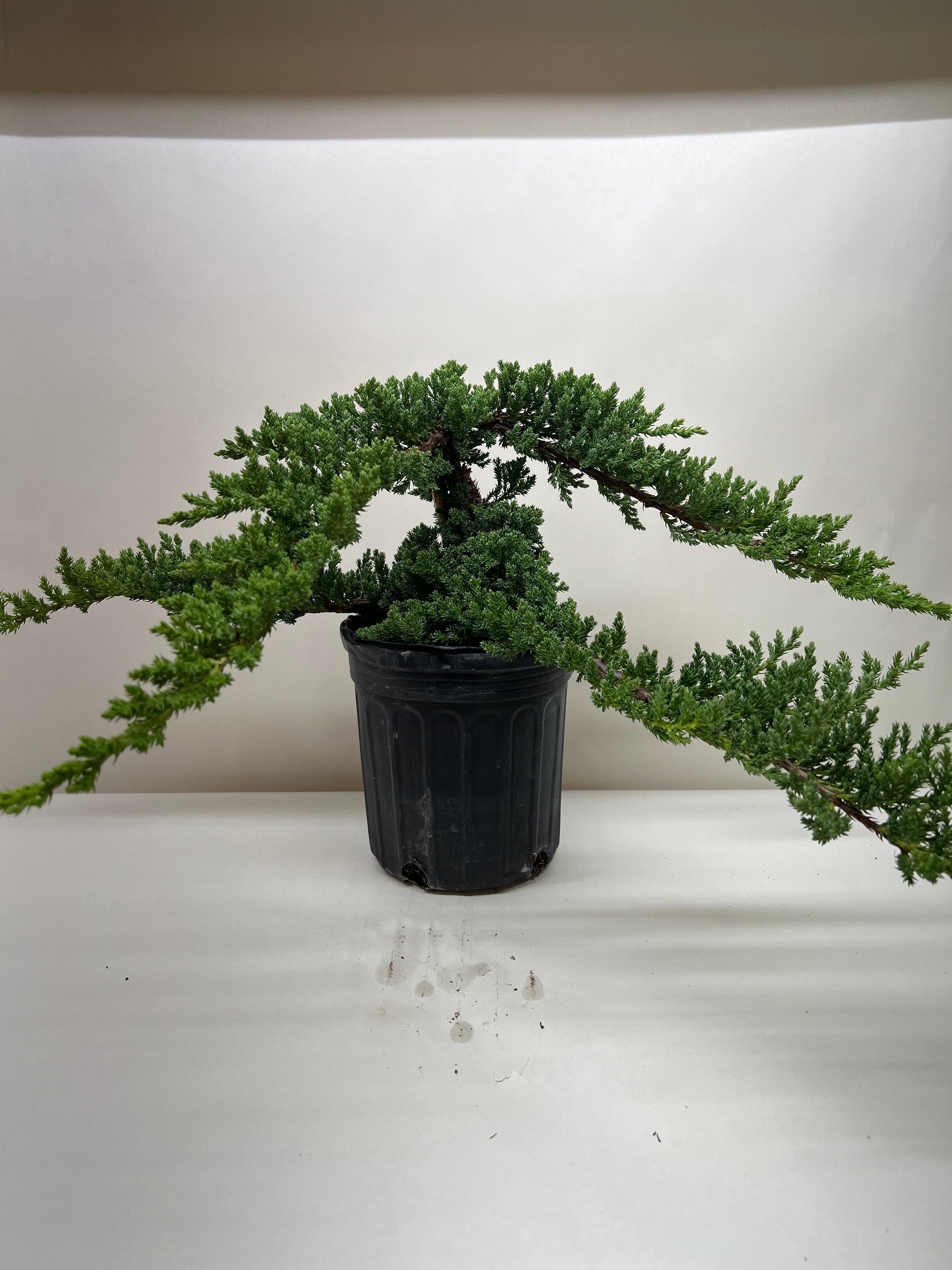 Bonsai Juniper - Holiday Corner