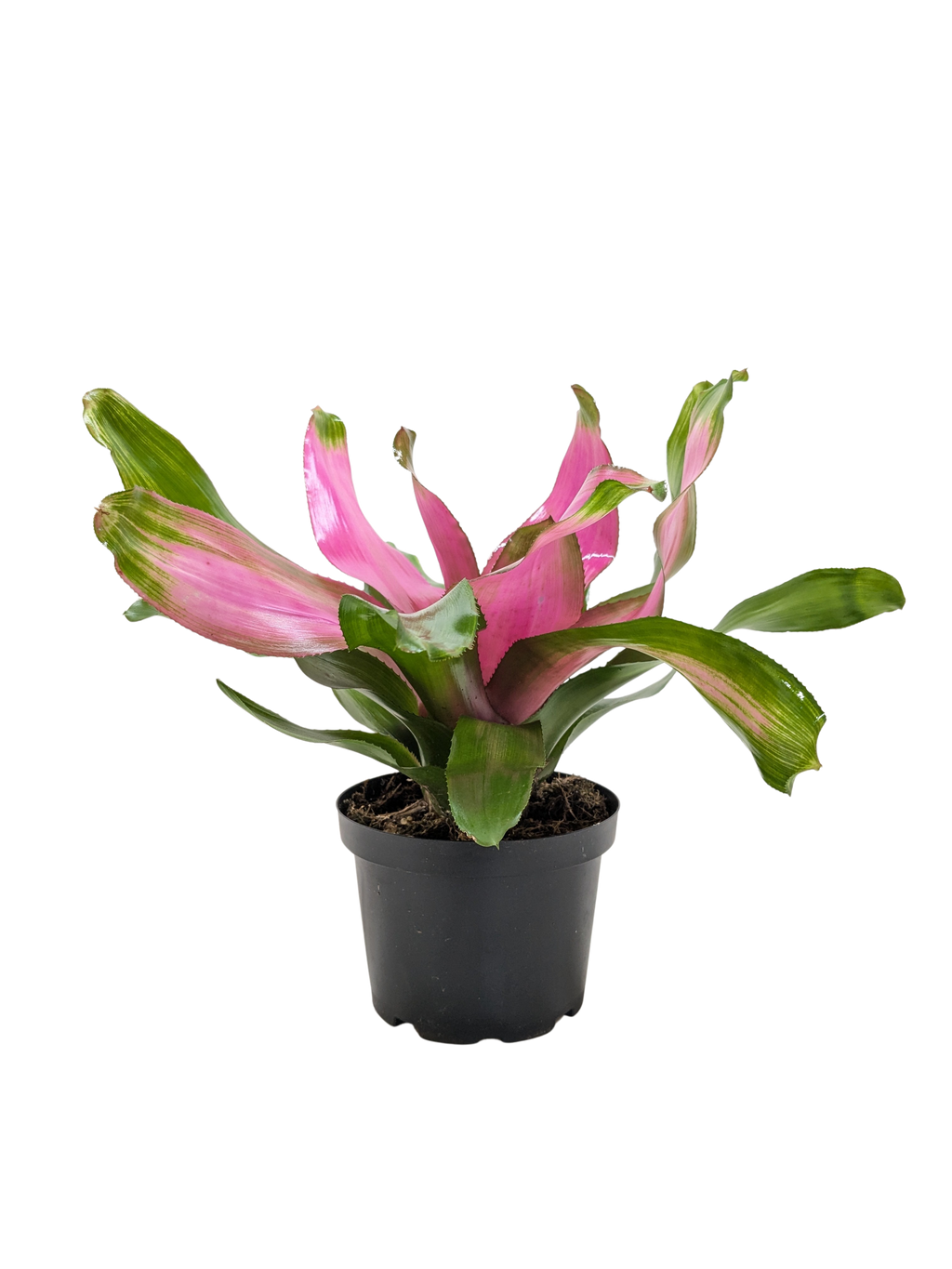 Bromeliad 'Donna' - Holiday Corner