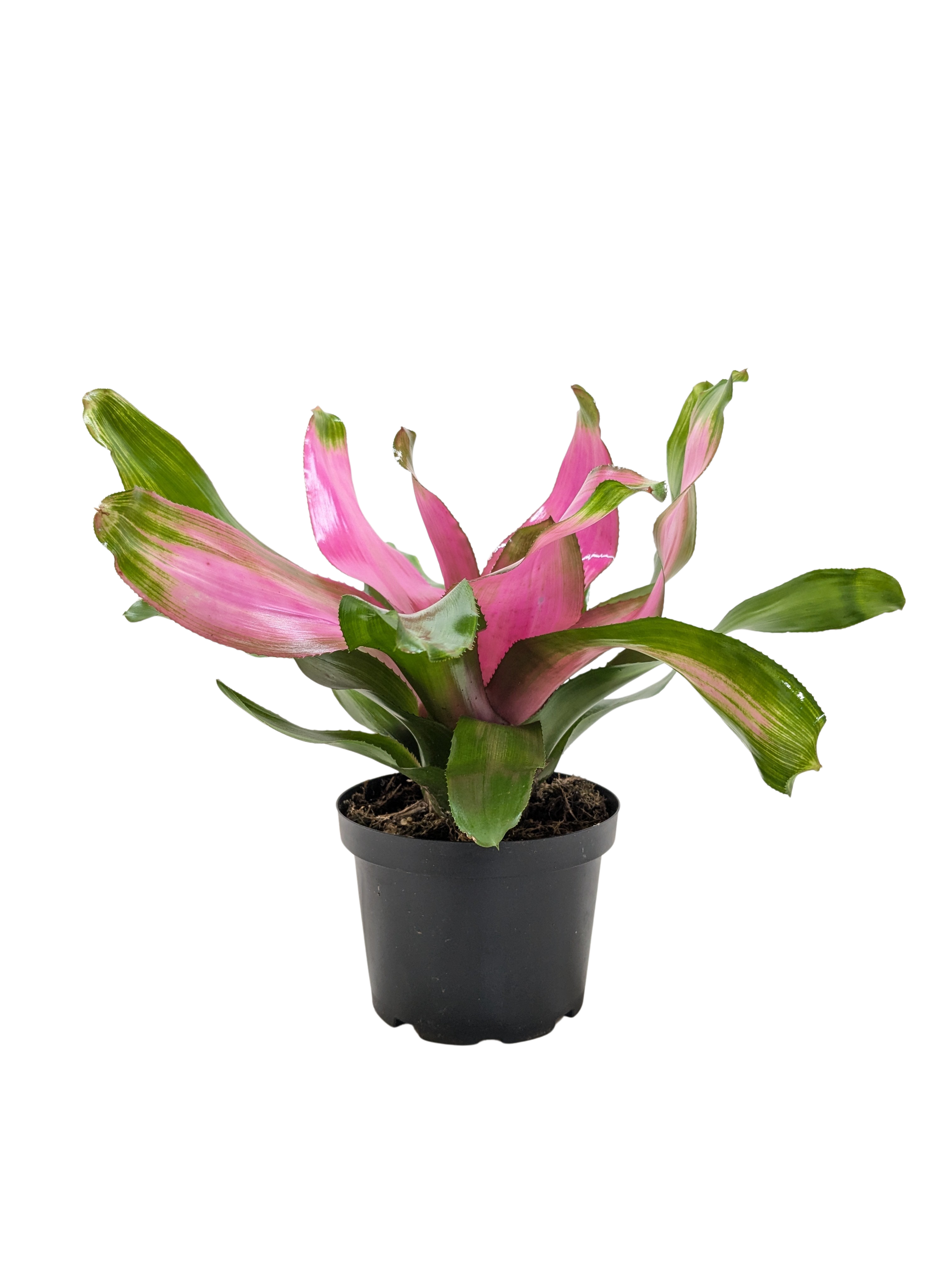 Bromeliad 'Donna' - Holiday Corner