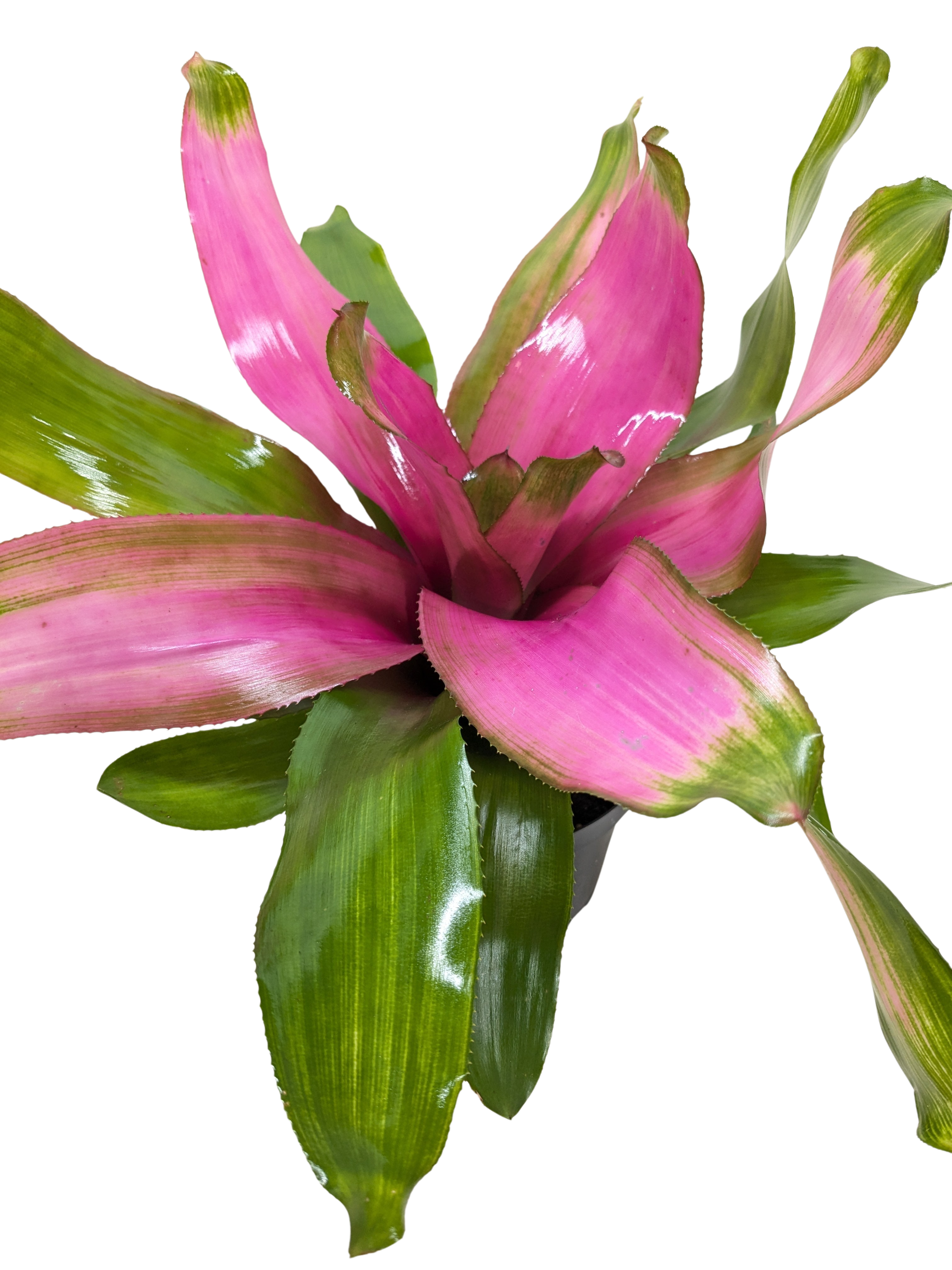Bromeliad 'Donna' - Holiday Corner