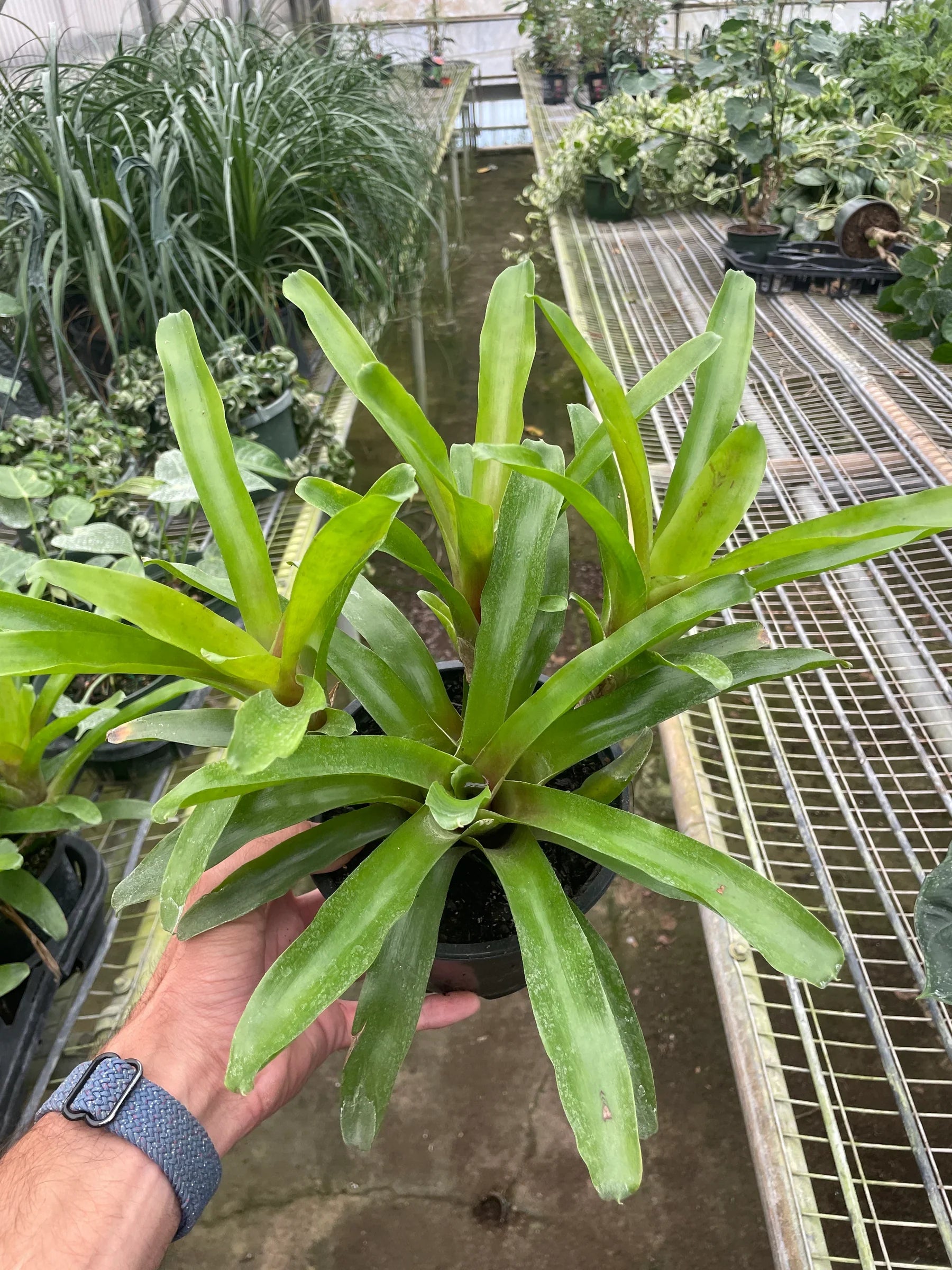 Bromeliad 'Fireball' - Holiday Corner