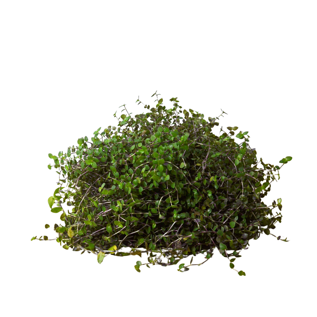 Calasia Repens - Holiday Corner