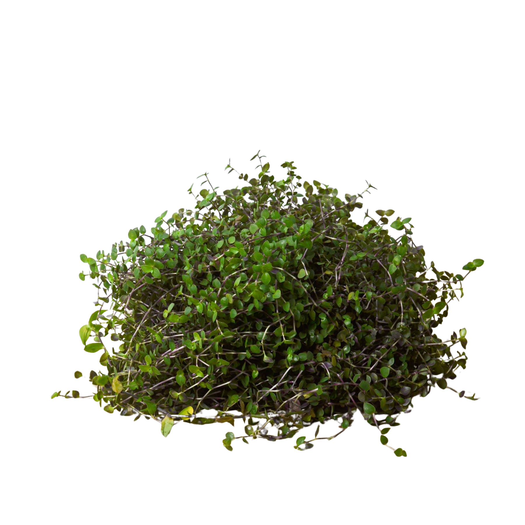 Calasia Repens - Holiday Corner