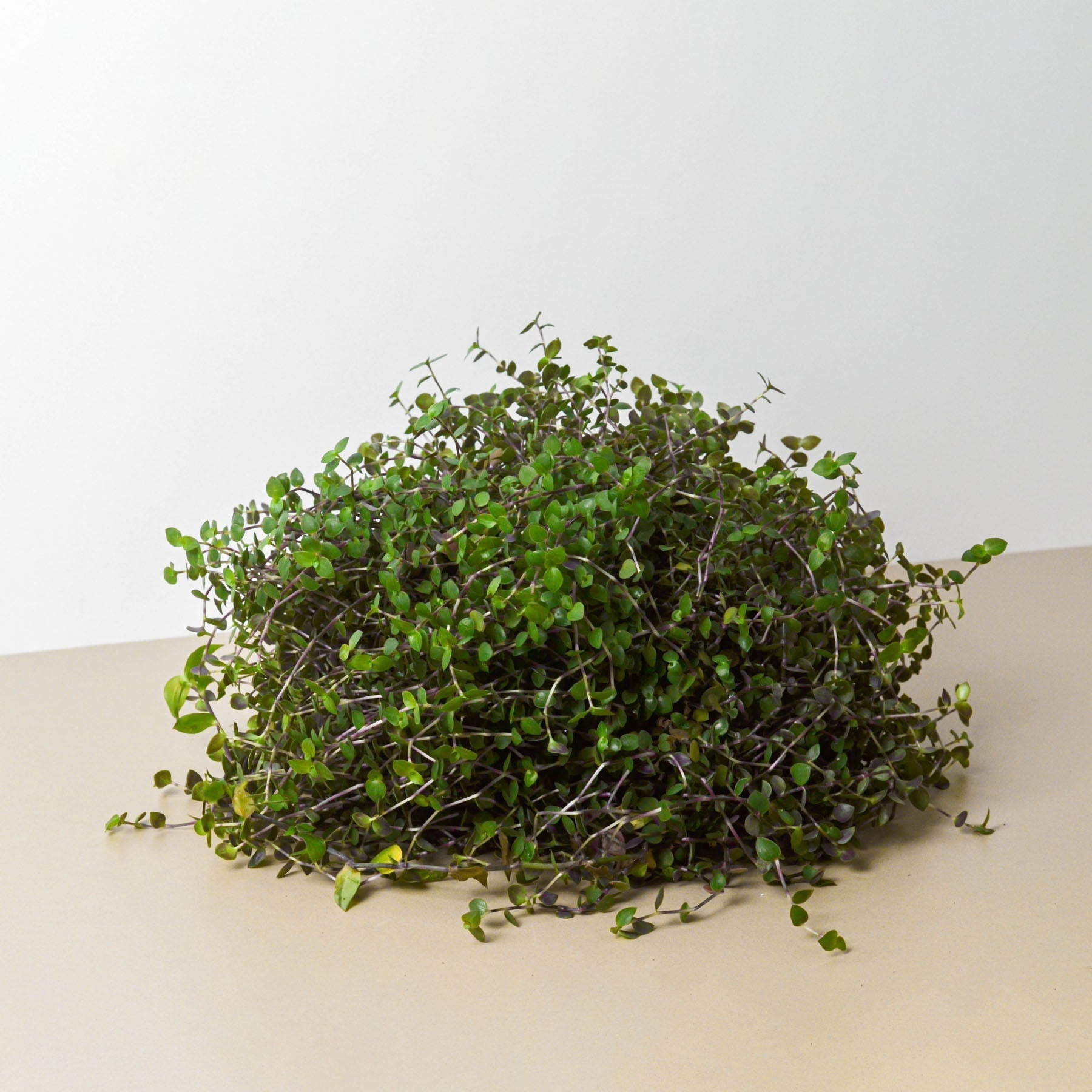 Calasia Repens - Holiday Corner