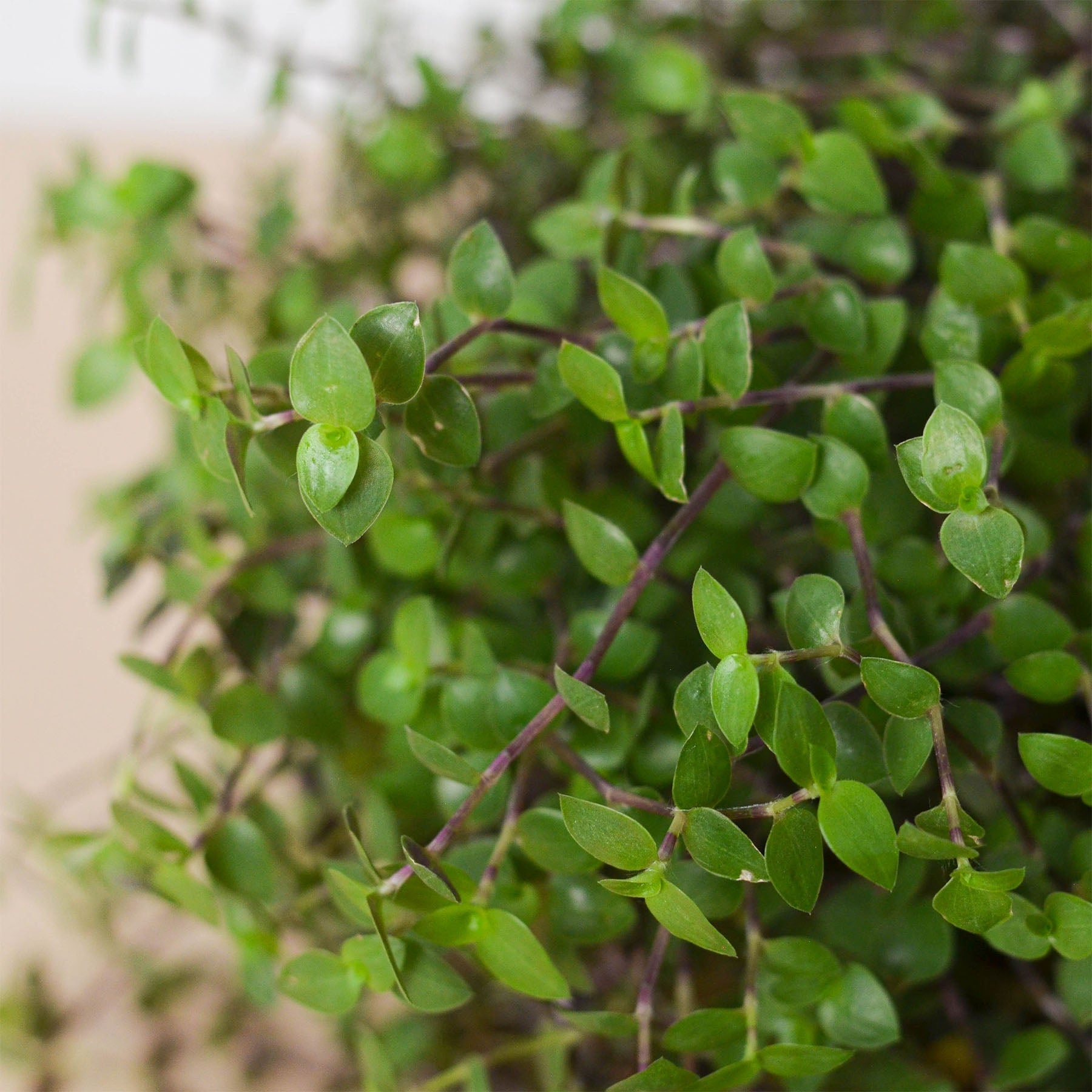 Calasia Repens - Holiday Corner