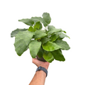 Calathea 'Musaica' - Holiday Corner